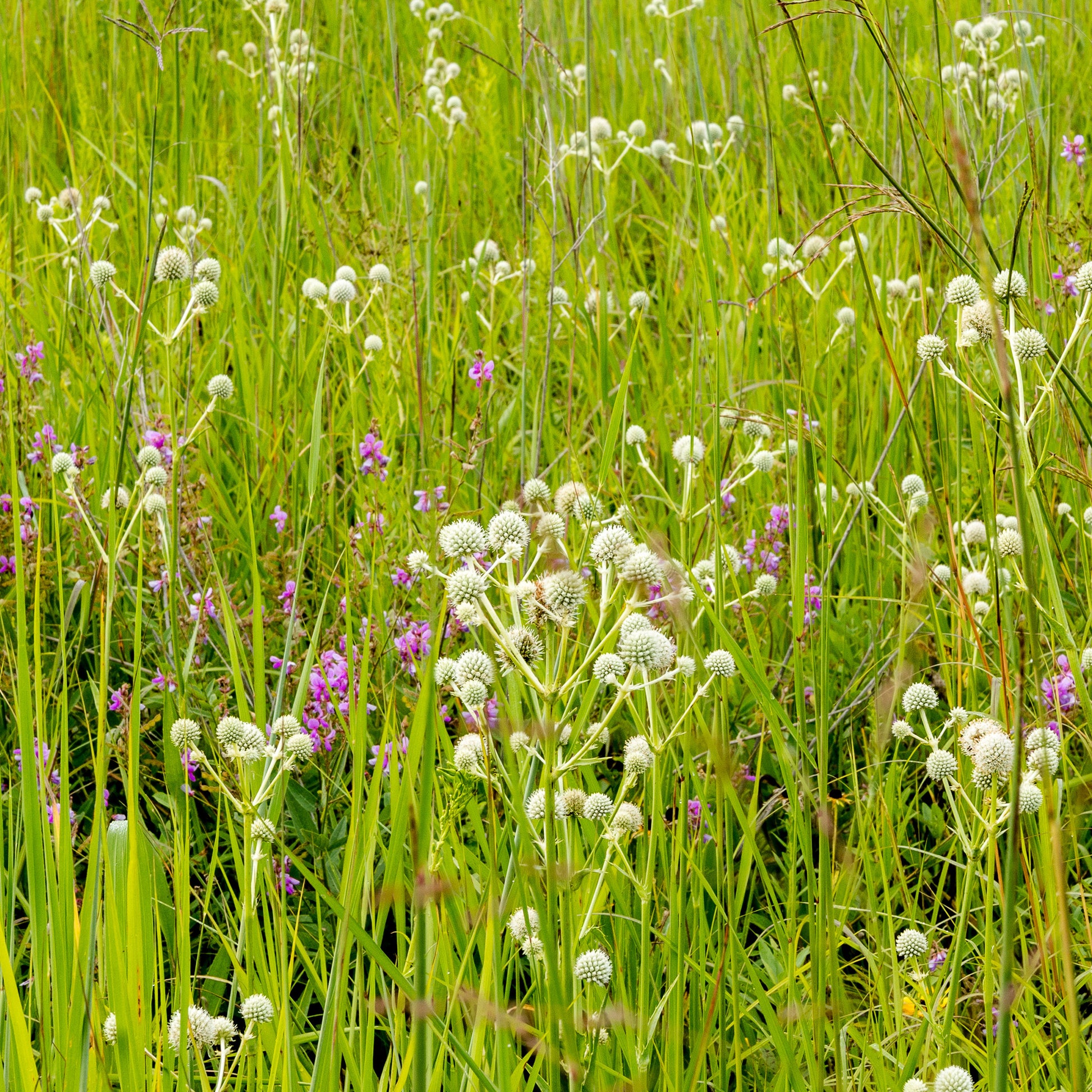 Yuccabladige Kruisdistel - Eryngium yuccifolium - Bakker