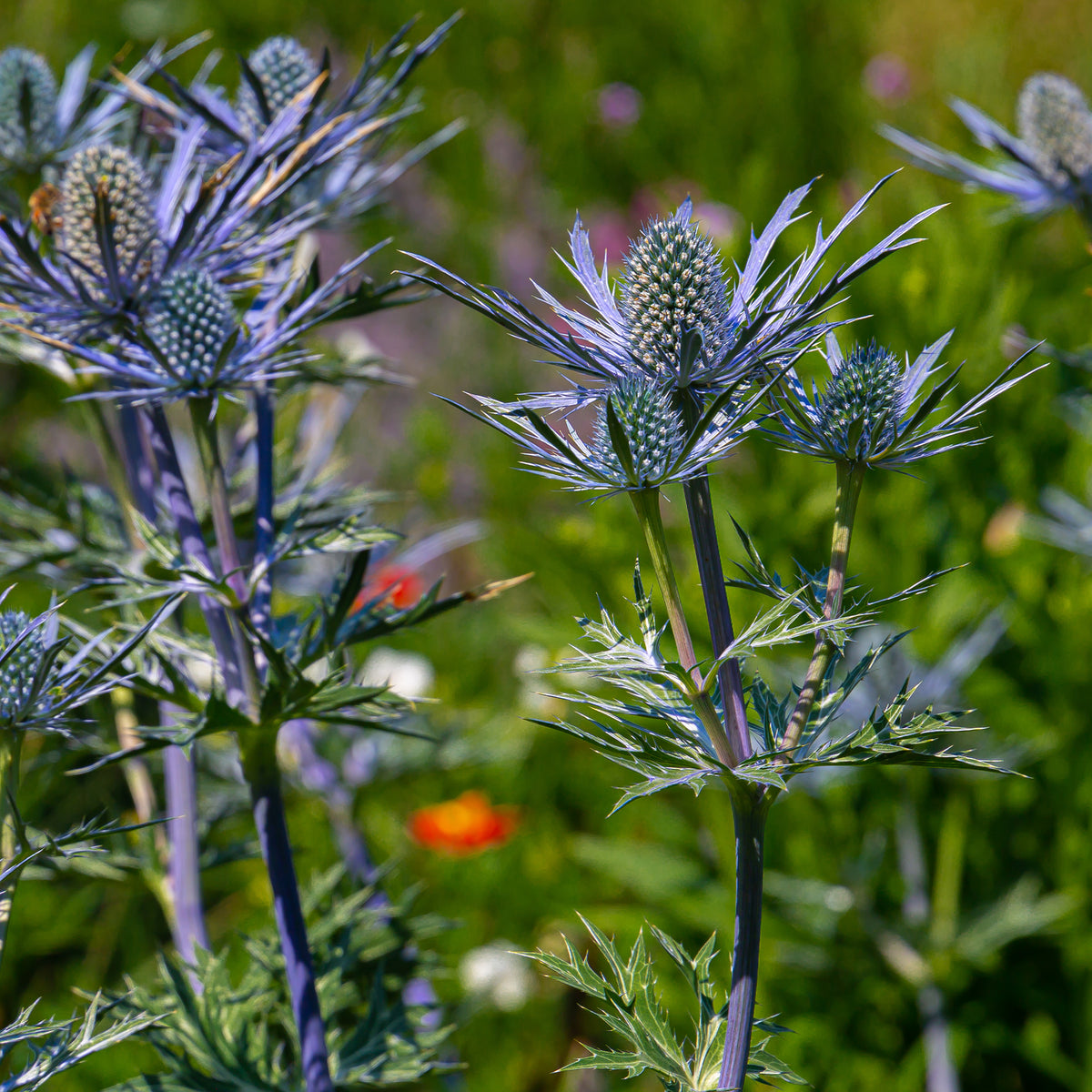 Blauwe zeedistel 'Lapis Blue' - Eryngium maritimum Lapis Blue - Bakker