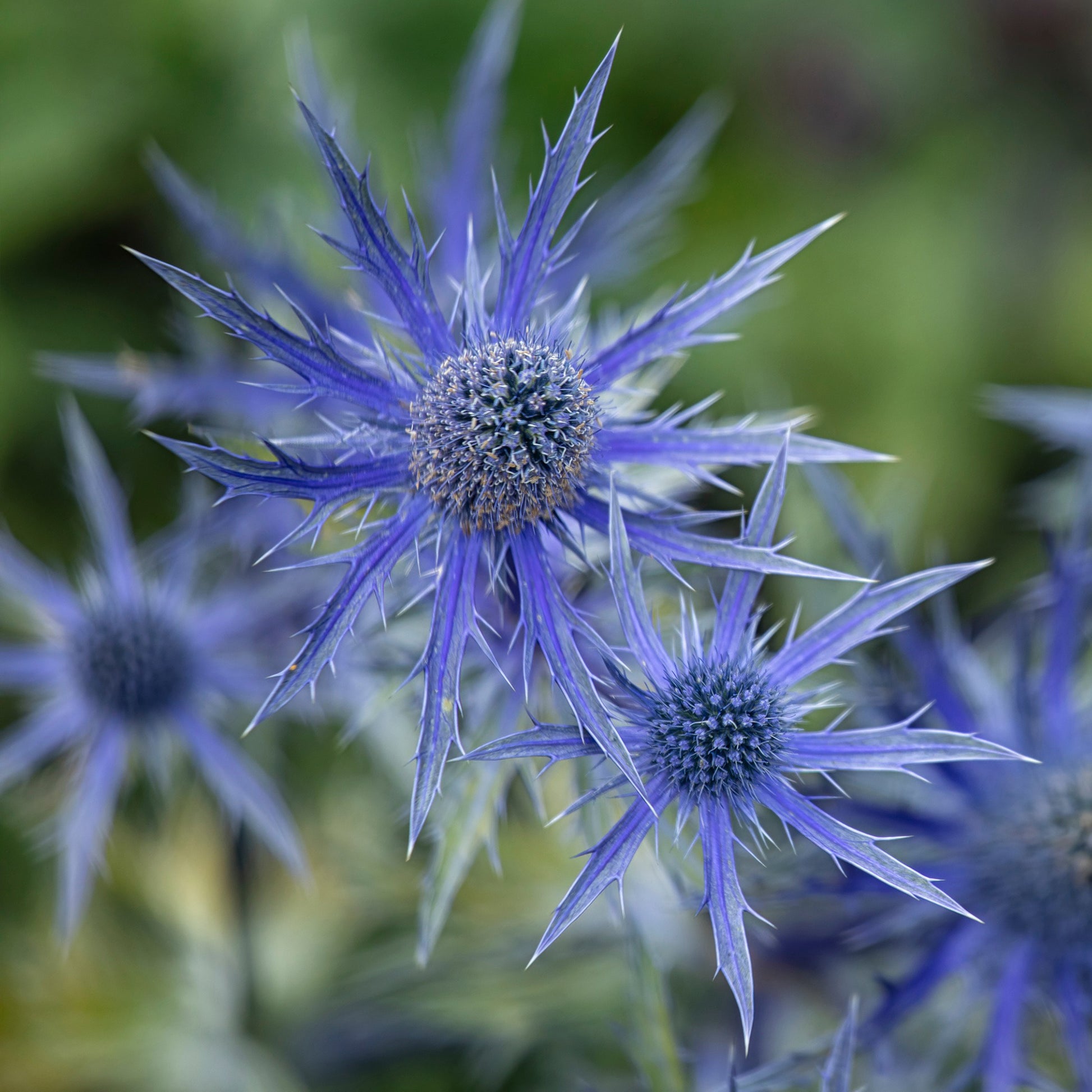 Kruisdistel 'Big Blue' - Eryngium zabelii big blue - Bakker