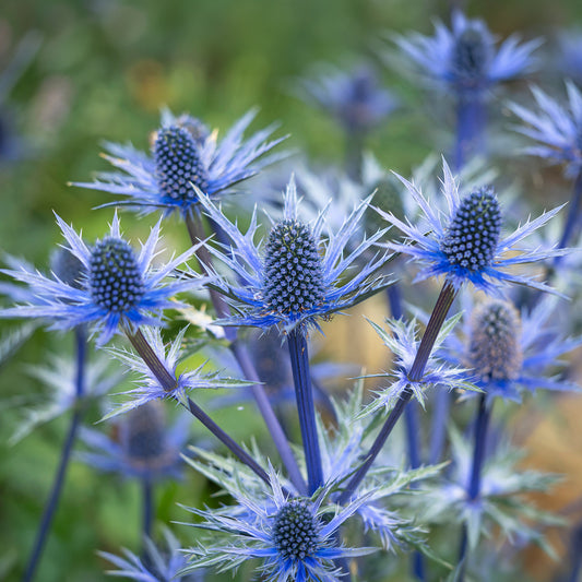 Kruisdistel 'Big Blue' - Bakker