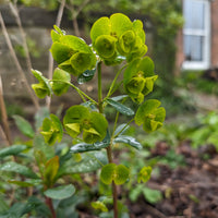Wolfsmelk Mrs. Robb - Euphorbia amygdaloides subsp. robbiae - Bakker
