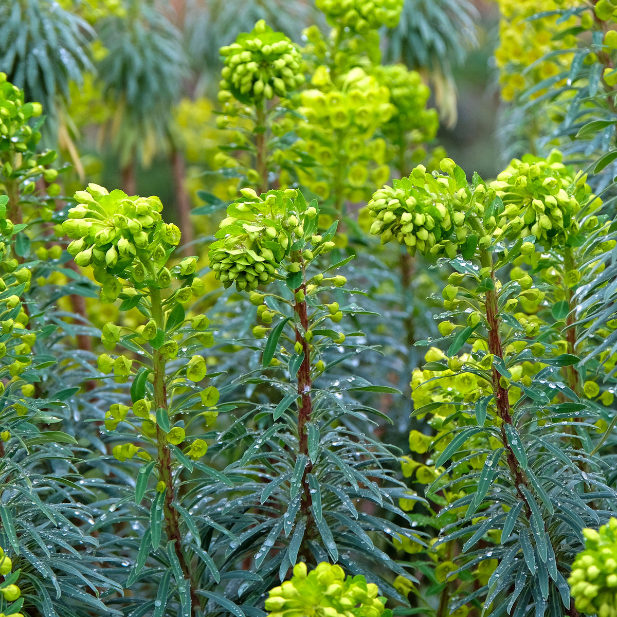Verkoop Wolfsmelk Blue Wonder - Euphorbia characias blue wonder