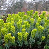 Wolfsmelk Blue Wonder - Bakker