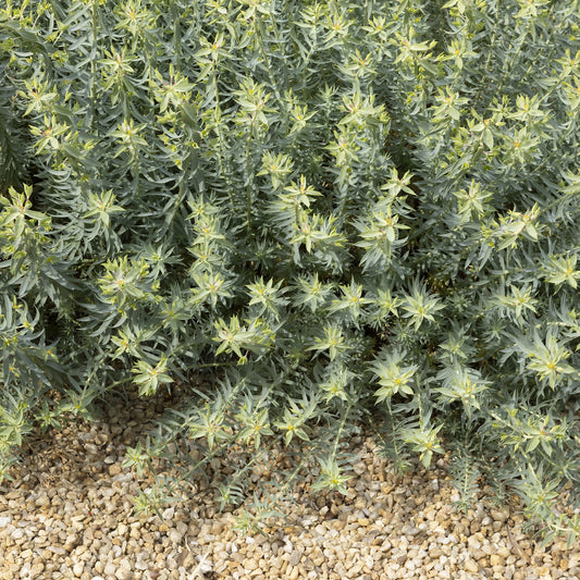 Wolfsmelk 'Ponte Leccia' - Bakker