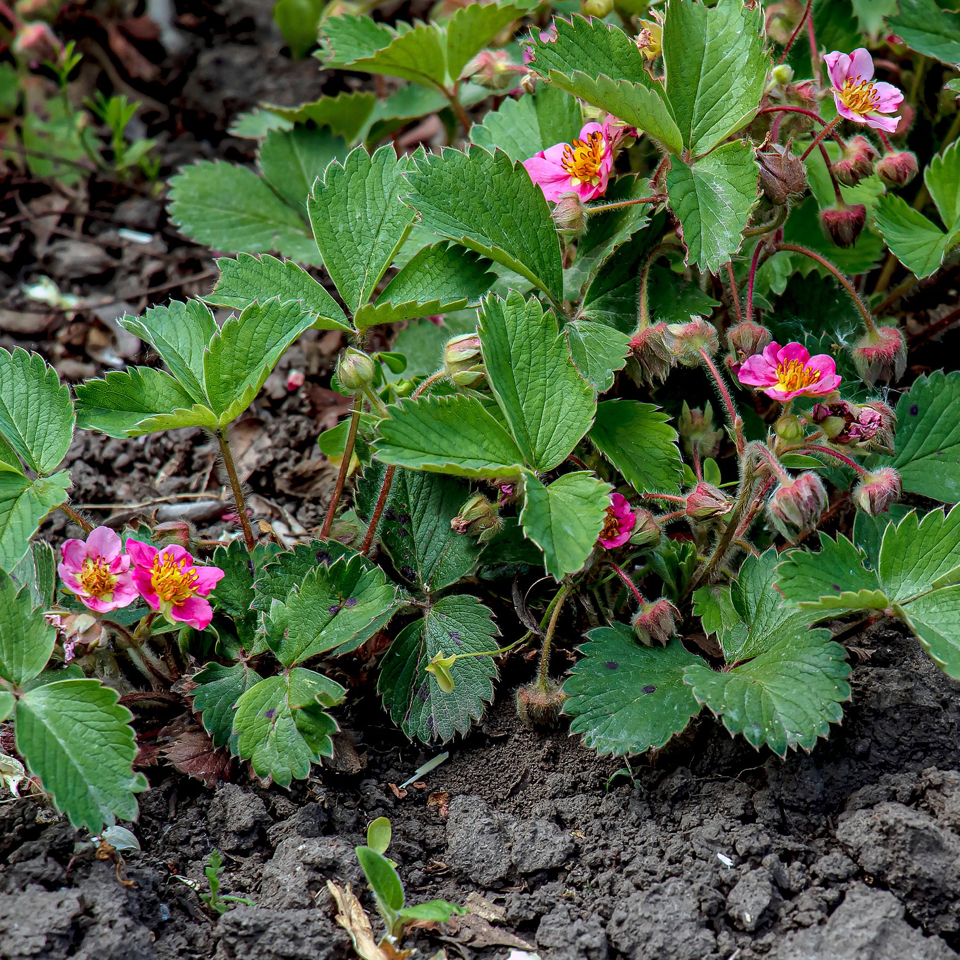 Aardbei - Sieraardbei Pink Panda - Fragaria comarum Pink Panda