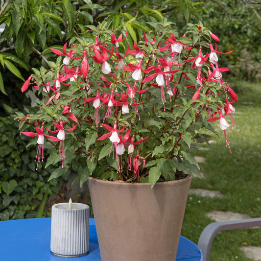 Bellenplant 'Madame Cornelissen' - Bakker