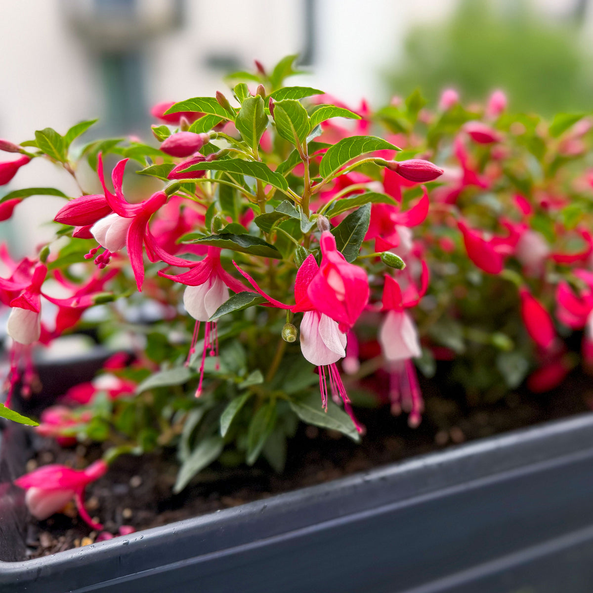 Fuchsia - Bellenplant 'Madame Cornelissen' - Fuchsia Madame Cornelissen