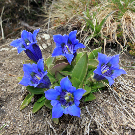 Stengelloze gentiaan - Bakker