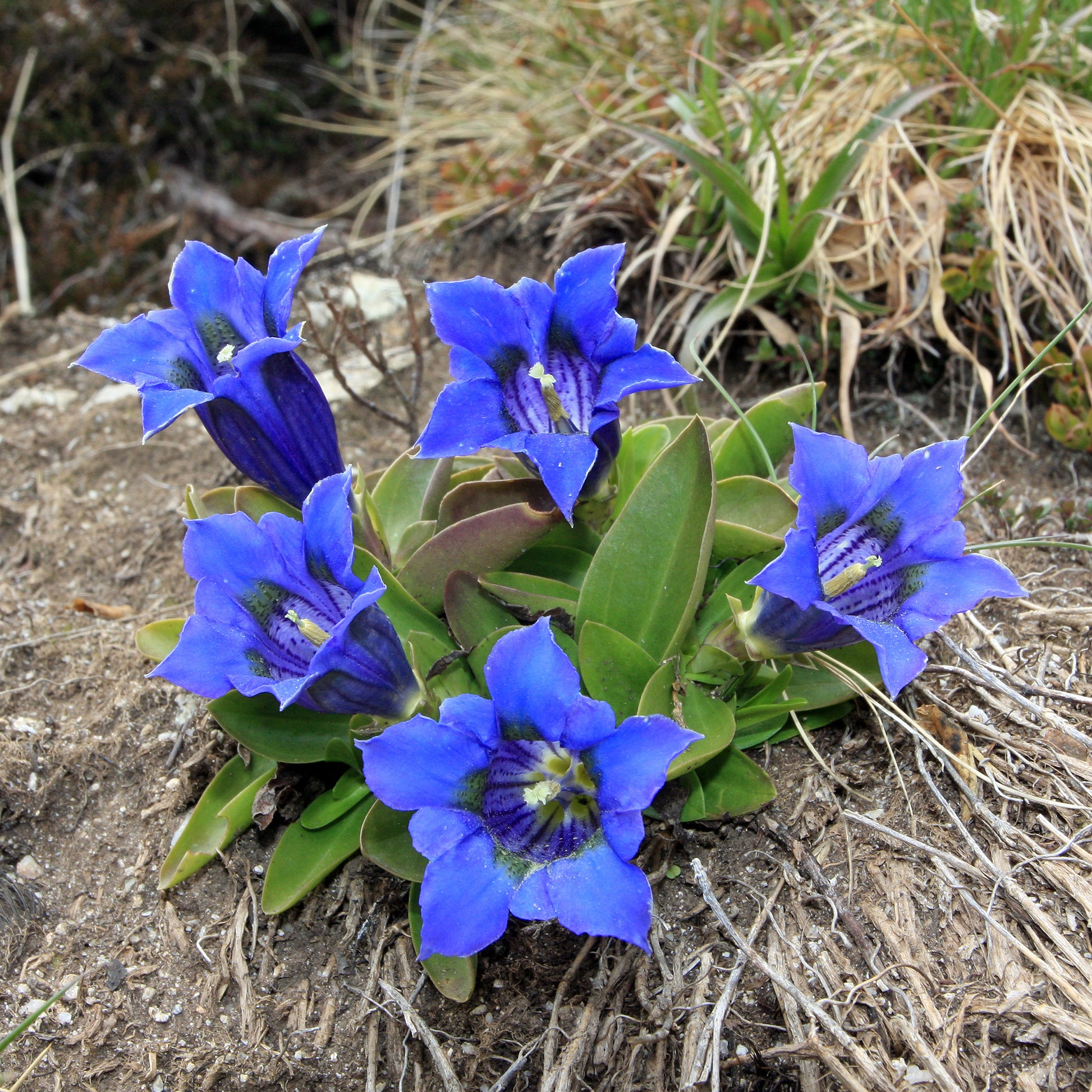 Stengelloze gentiaan - Bakker