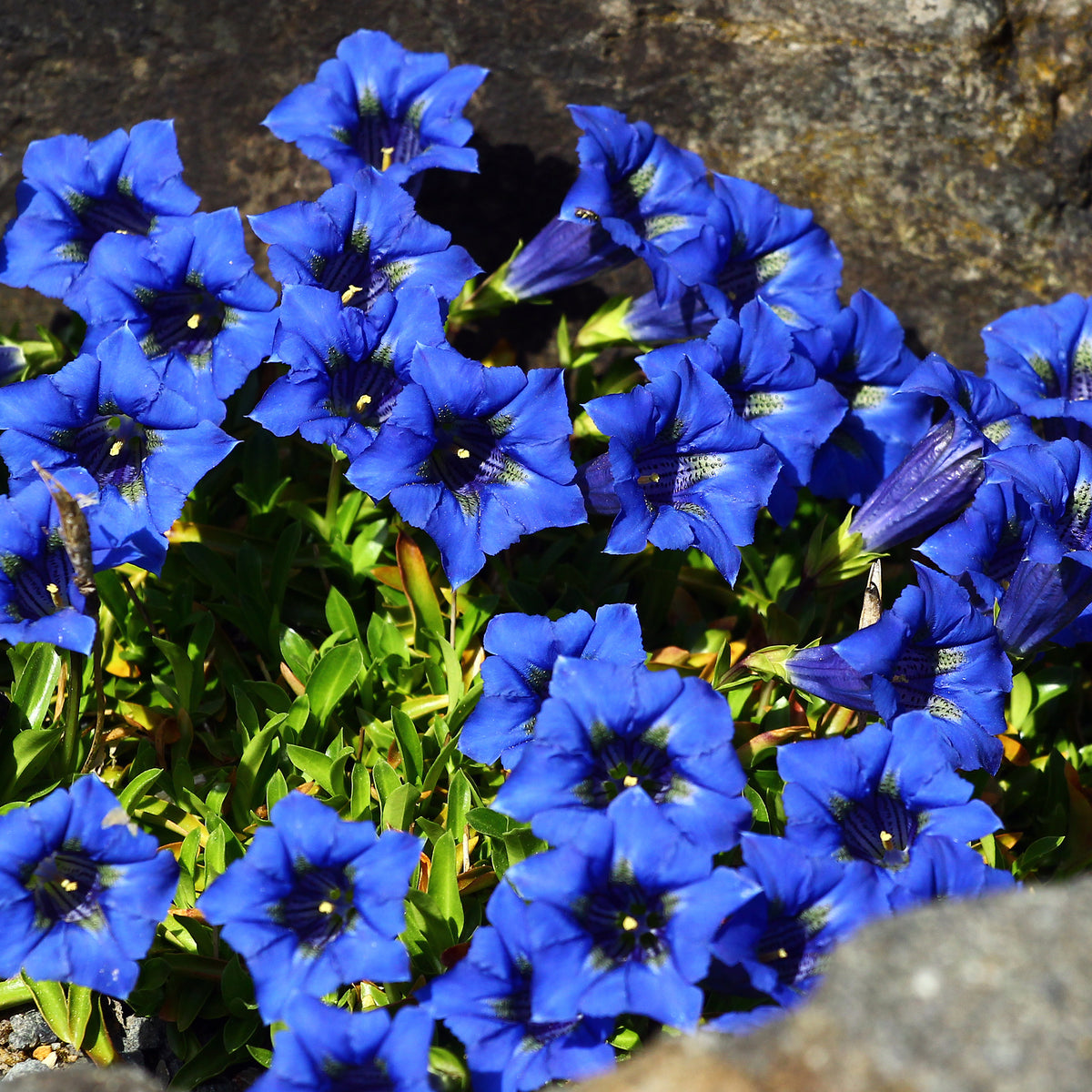 Stengelloze gentiaan - Gentiana acaulis - Bakker