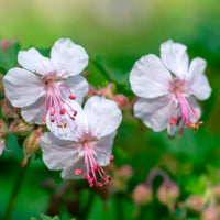 Ooievaarsbek hybride Saint Ola - Geranium x cantabrigiense st ola - Bakker