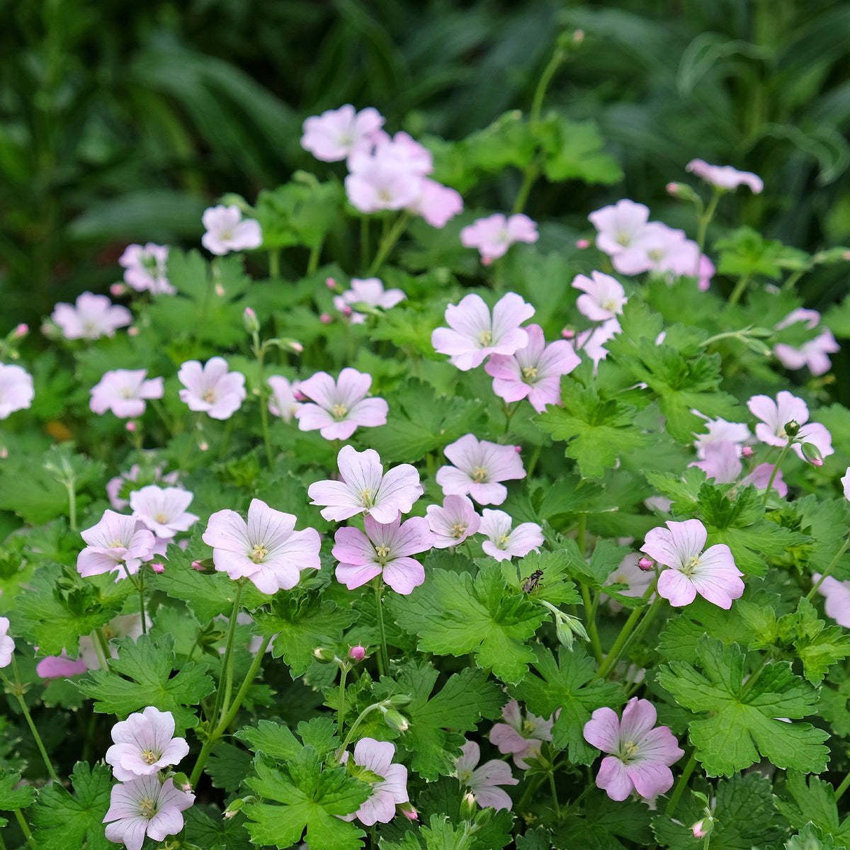 Geraniums - Ooievaarsbek Dreamland - Geranium bremdream dreamland