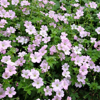 Ooievaarsbek Dreamland - Geranium bremdream dreamland - Bakker