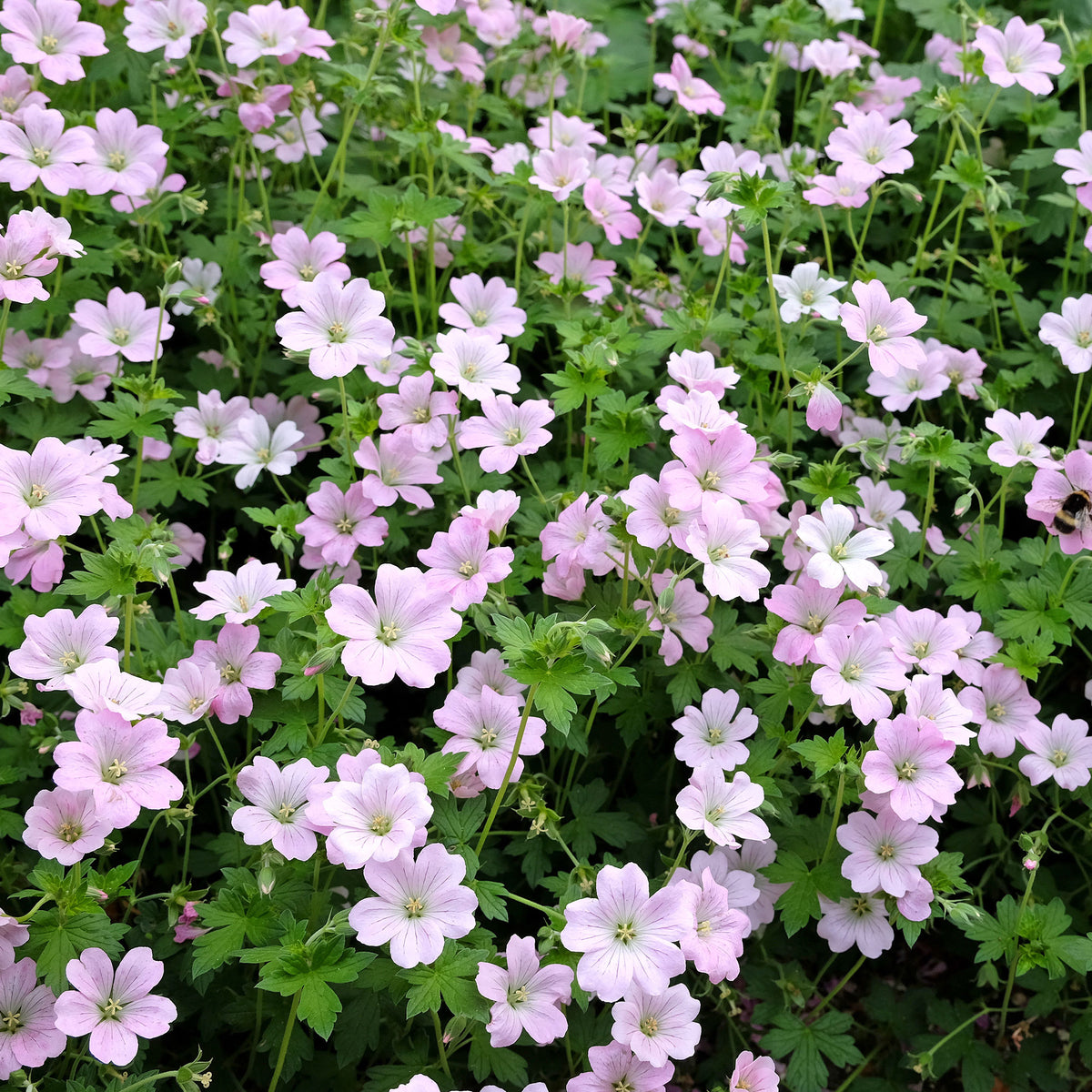 Ooievaarsbek Dreamland - Geranium bremdream dreamland - Bakker