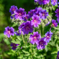 Geranium ibericum - Ooievaarsbek ibérique - Geraniums