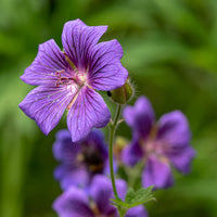 Ooievaarsbek ibérique - Geranium ibericum - Bakker