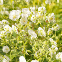 Ooievaarsbek - wit - Geranium phaeum album - Bakker