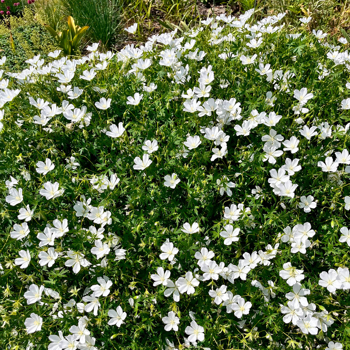Bloedooievaarsbek Album - Geranium sanguineum Album - Bakker