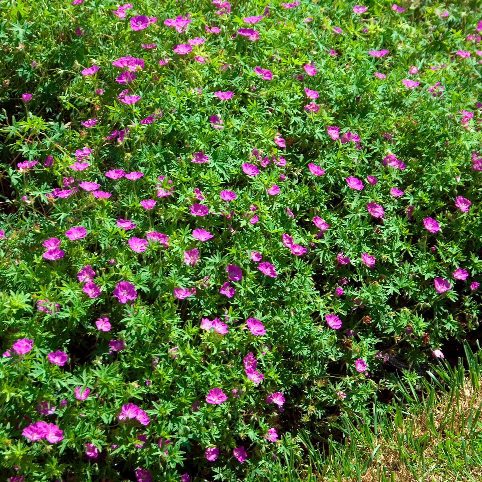 Bloedooievaarsbek 'Compactum' - Geranium sanguineum compactum - Bakker