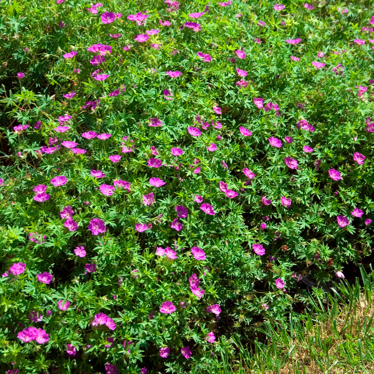Bloedooievaarsbek 'Compactum' - Geranium sanguineum compactum - Bakker