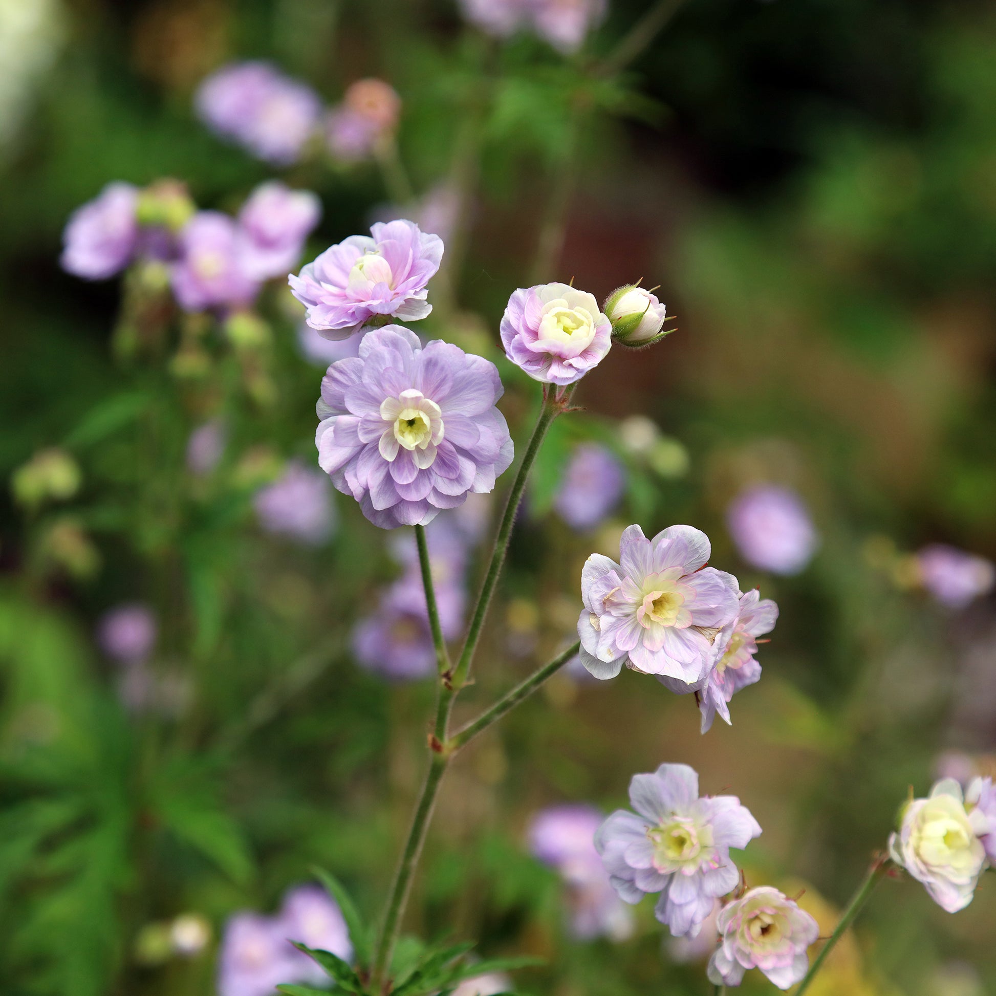 Beemdooievaarsbek Summer Skies - Geranium pratense Summer Skies - Bakker