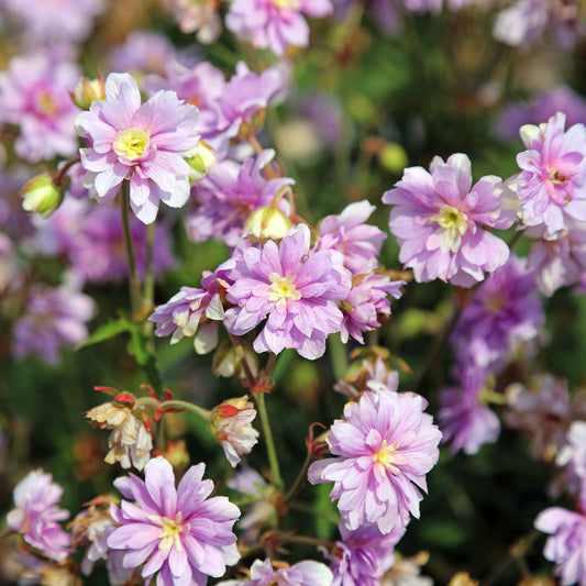 Beemdooievaarsbek Summer Skies - Bakker