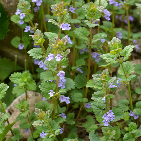 Aardse klimop - Bakker
