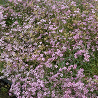 Verkoop Gipskruid Rosea (x3) - Gypsophila repens Rosea