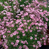 Verkoop Gipskruid Rosea (x3)