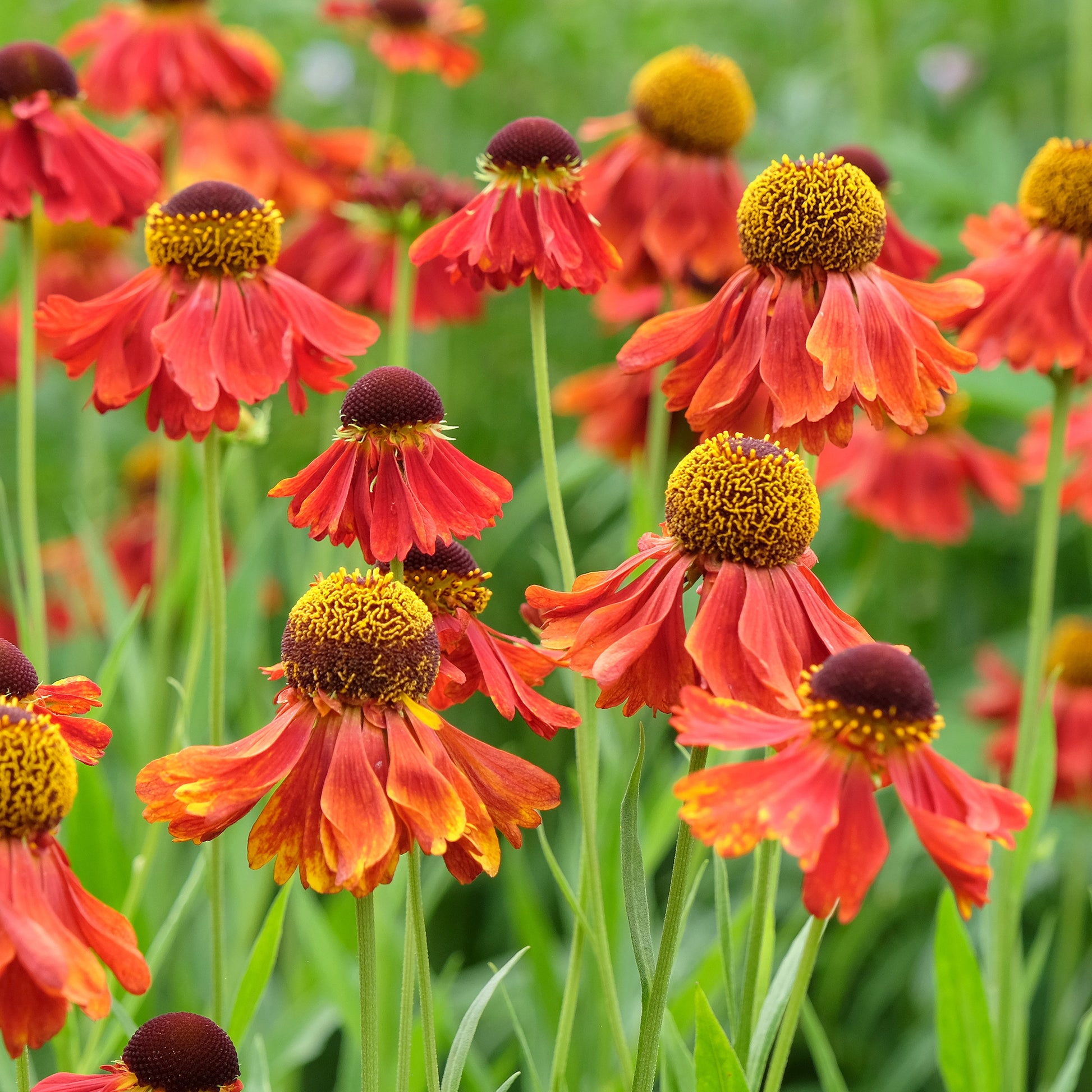Zonnekruid Moerheim Beauty - Helenium Moerheim Beauty - Bakker