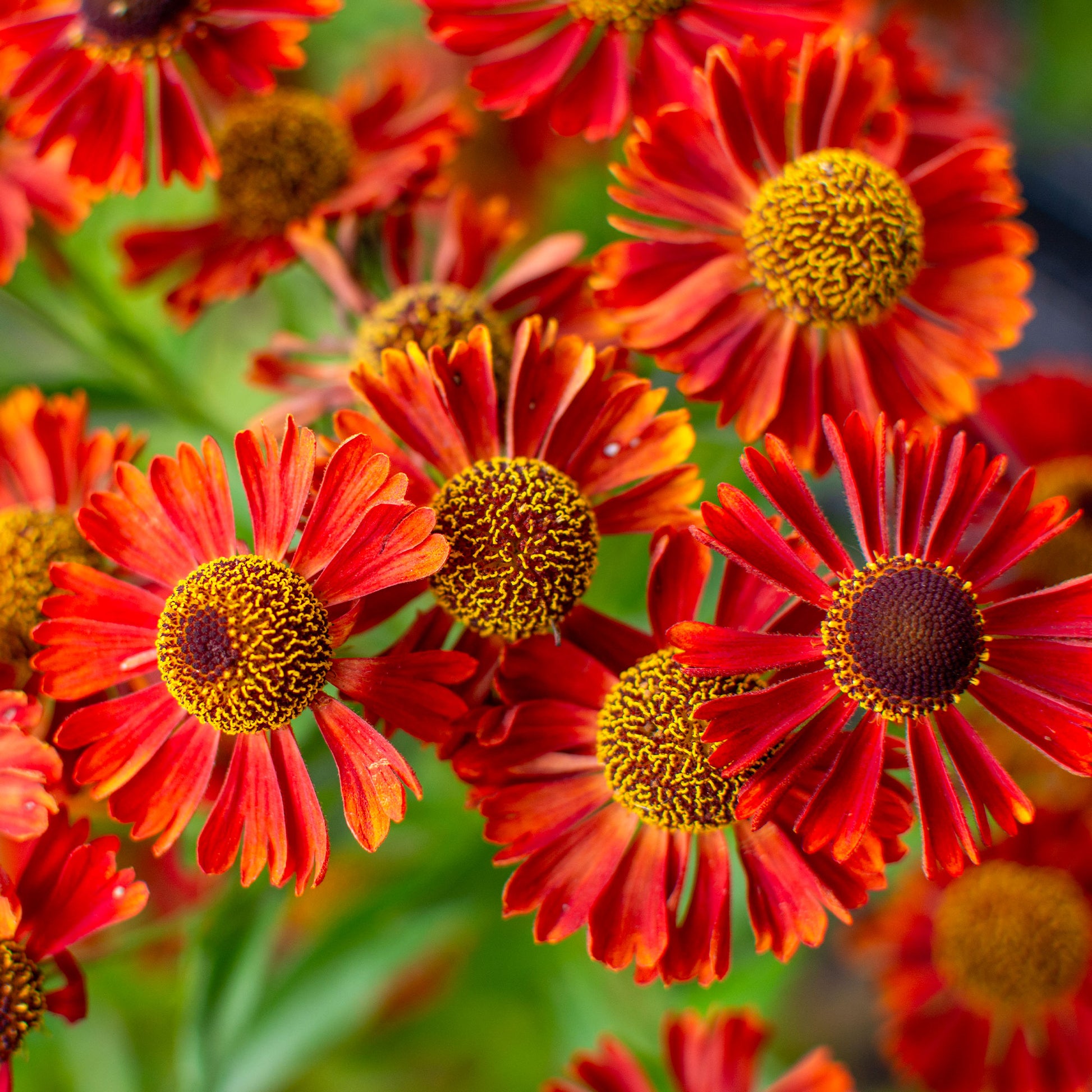 Zonnekruid Rubinzwerg - Helenium rubinzwerg - Bakker