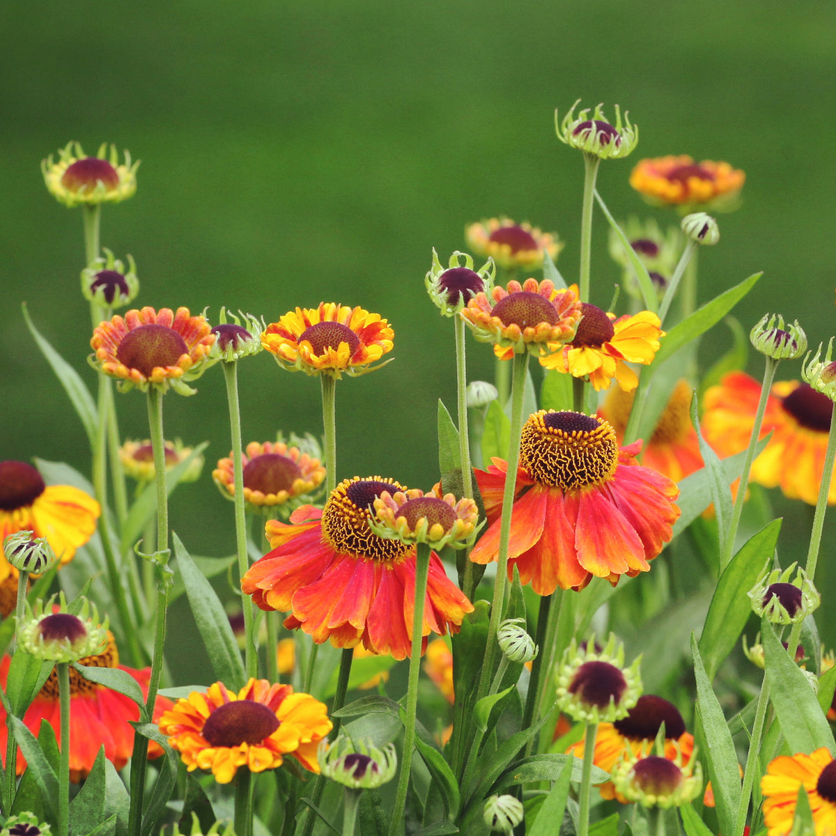 Zonnekruid Sahins Early Flowerer - Helenium Sahin's Early Flowered - Bakker