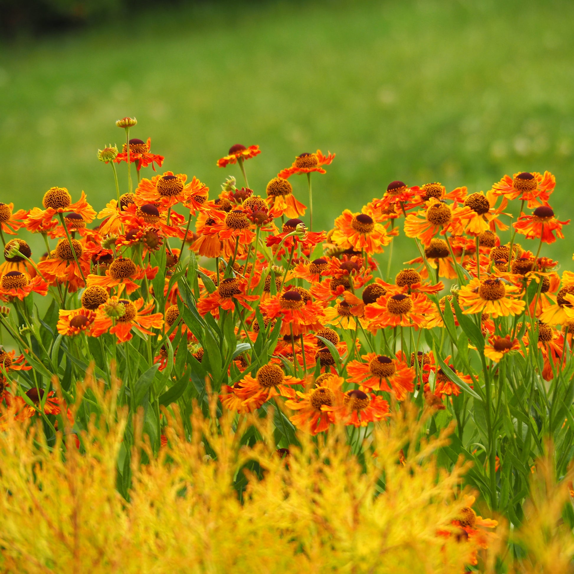 Helenium 'Waltraut' / Zonnekruid - Bakker