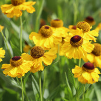 Zonnekruid Wyndley - Helenium wyndley - Bakker