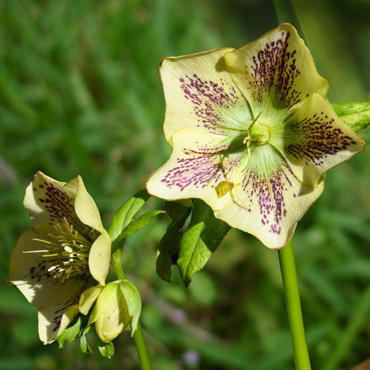Kerstroos green spotted - Bakker