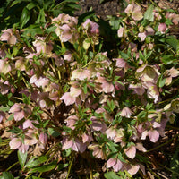 Kerstroos Pink Lady - Helleborus orientalis Pink Lady - Bakker