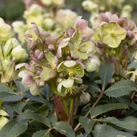 Helleborus sternii - Kerstroos Stern - Helleborus - Kerstroos