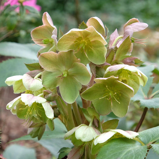 Kerstroos Stern - Bakker
