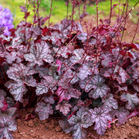 Purperklokje Forever Purple - Heuchera Forever Purple - Bakker