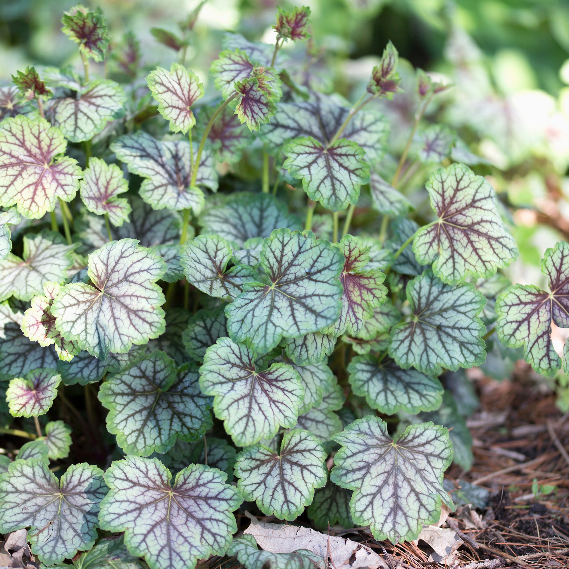 Purperklokje 'Green Spice' - Heuchera green spice - Bakker