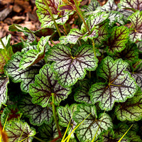 Purperklokje 'Green Spice' - Bakker