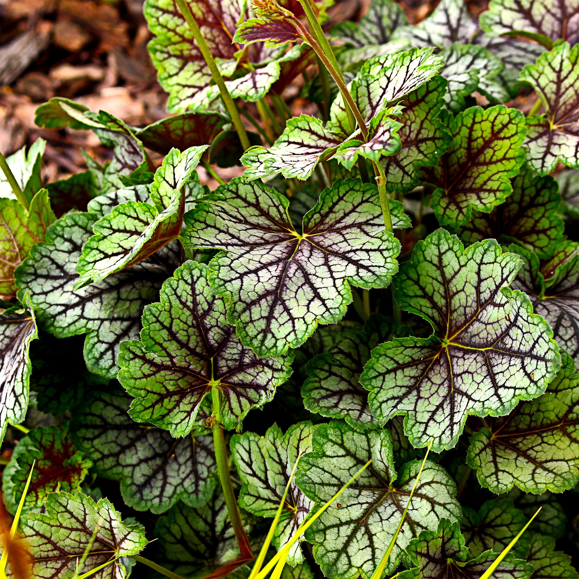 Purperklokje 'Green Spice' - Bakker