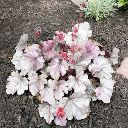 Purperklokje 'Silver Gumdrop' - Bakker