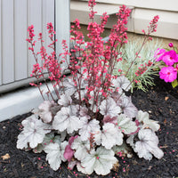 Purperklokje 'Silver Gumdrop' - Heuchera silver gumdrop  ( dolce series ) - Bakker