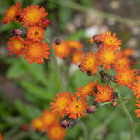 Hieracium aurantiacum - Havikskruid (x3) - Vaste planten