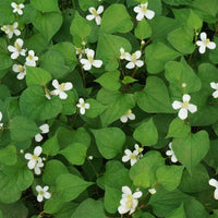 Moerasanemoon - Houttuynia cordata - Bakker