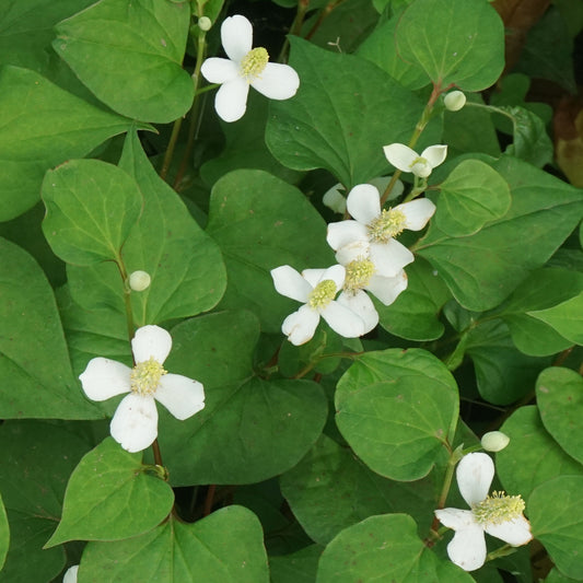 Moerasanemoon - Bakker