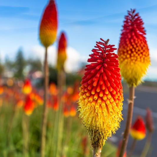 Vuurpijl 'Royal Standard' - Bakker