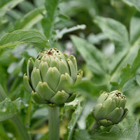 Artisjok - Cynara scolymus - Bakker