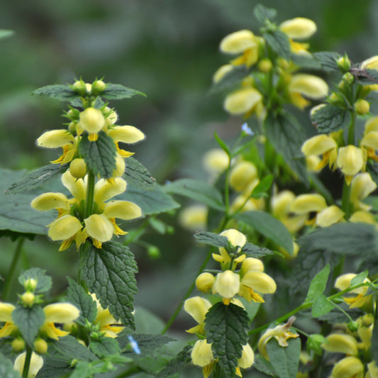 Gele dovenetel Florentinum - Bakker